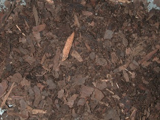 ağaç kabuğu çürüğü